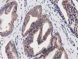 OGFOD1 Antibody (clone OTI1F4, Carrier-free)