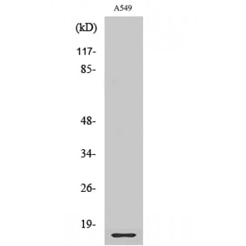 RPL28 / Ribosomal Protein L28 Antibody (10-90 aa, Internal)