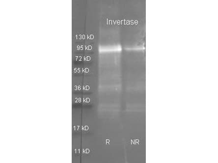 Polyclonal Goat anti-Candida Invertase Antibody (WB)