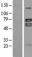 LRRTM4 Protein (Over-Expression Lysate Myc-DDK (Flag))