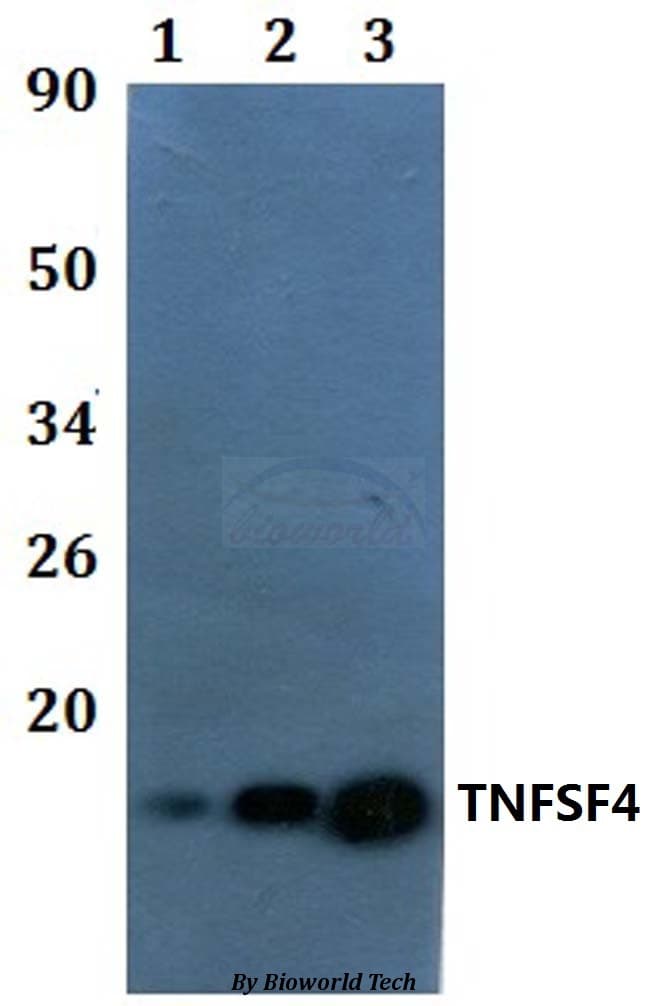 TNFSF4 / OX40L / CD252 Antibody