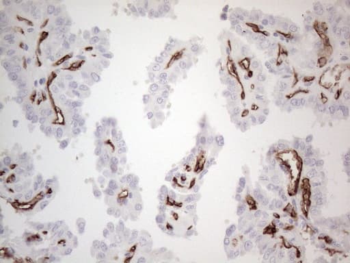 CD34 Antibody (aa312-385, clone OTI11A5)