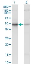 Monoclonal Mouse anti-Human EIF2S2 Antibody (clone 2F3, IHC, WB)