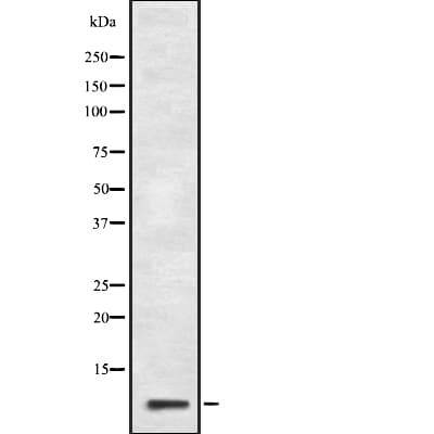 GNG10 Antibody
