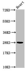 Polyclonal Rabbit anti-Human HIST1H2AI Antibody (IF, WB)