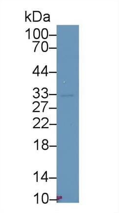 TOR2A Antibody (aa125-313)