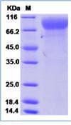Human Mut-16 Protein (Recombinant)