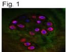 ACAN / Aggrecan Antibody (DY488)