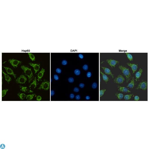 HSPD1 / HSP60 Antibody
