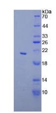 Mouse APOC3 / Apolipoprotein C III (Recombinant His, N-Terminal)