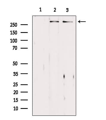 ASPM Antibody