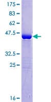 Human TPPP3 Protein (Recombinant GST)