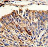 VTI1A Antibody (aa140-169)
