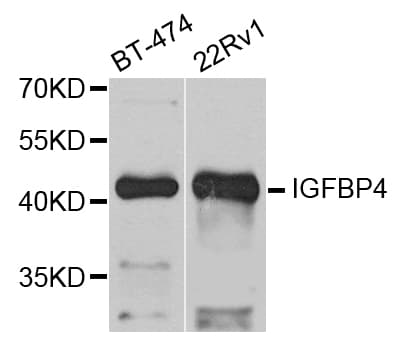 IGFBP4 Antibody