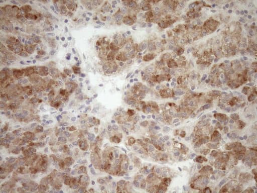 GEMIN8 Antibody (clone OTI1E5)
