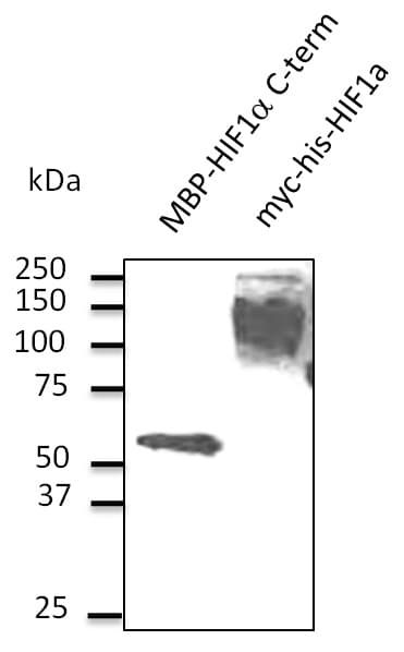 Polyclonal Goat anti-Human HIF1A / HIF1 Alpha Antibody (C-Terminus, WB)