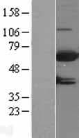 MTMR9 Protein (Over-Expression Lysate Myc-DDK (Flag))