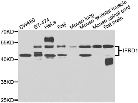 IFRD1 / TIS7 Antibody