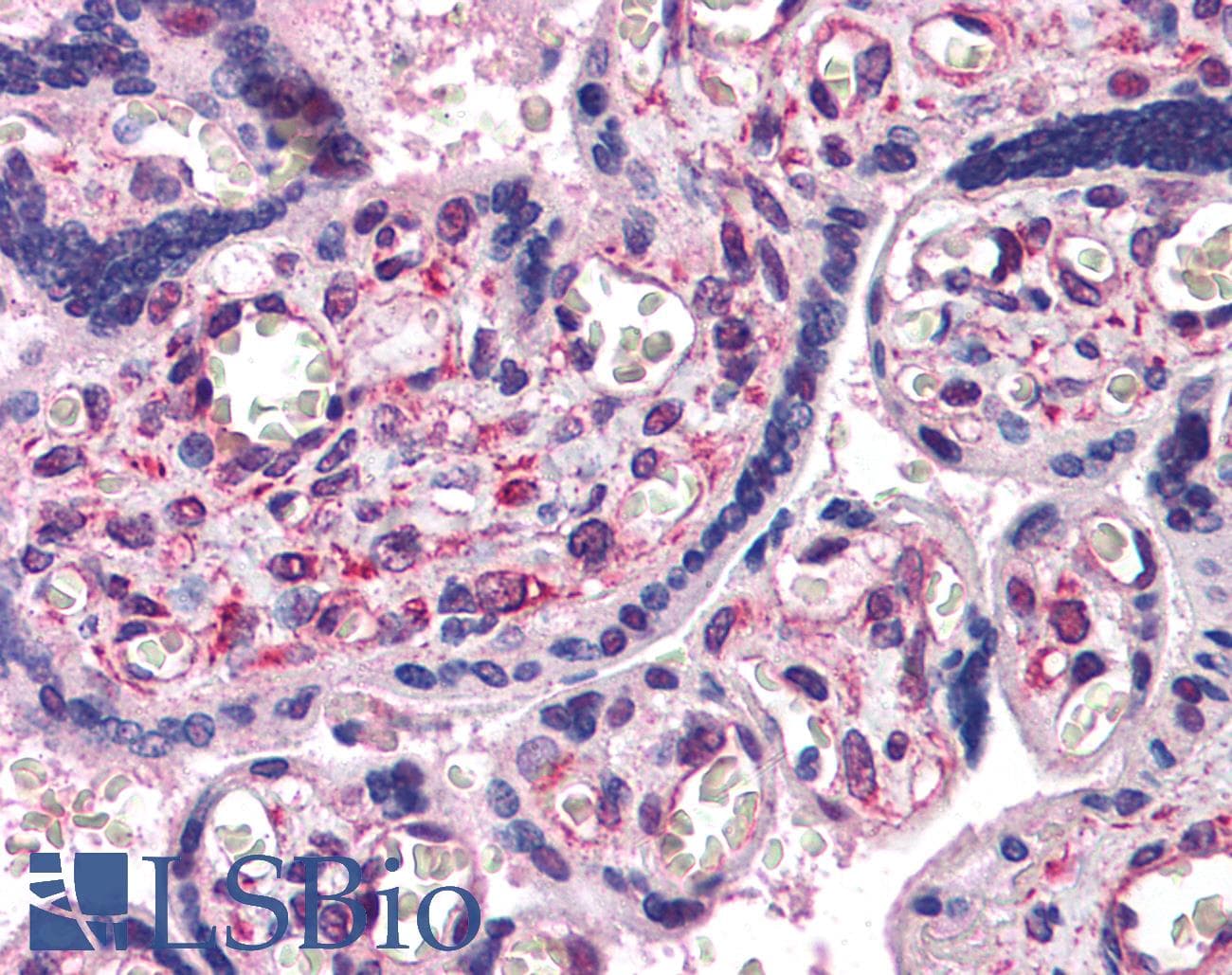 IHC-plus™ SAE1 Antibody (clone 1G4-1G5)