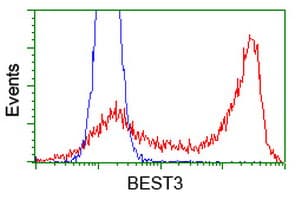 VMD2L3 / BEST3 Antibody (clone OTI2H3)