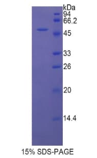 Rat LEFTYB / LEFTY1 Protein (Recombinant His-GST)