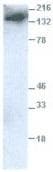 ADGRE1 / EMR1 Antibody