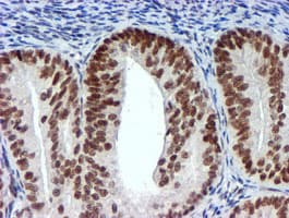 USP7 / HAUSP Antibody (clone OTI1F12, Carrier-free)