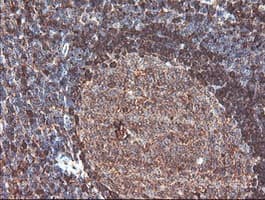 CNDP2 Antibody (clone OTI8A2, Carrier-free)
