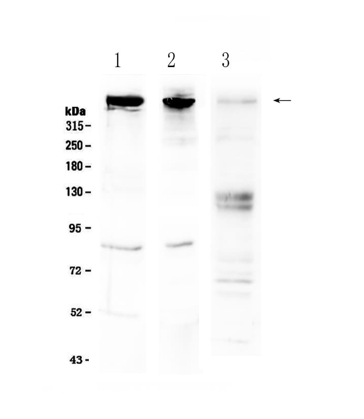 SACS / Sacsin Antibody