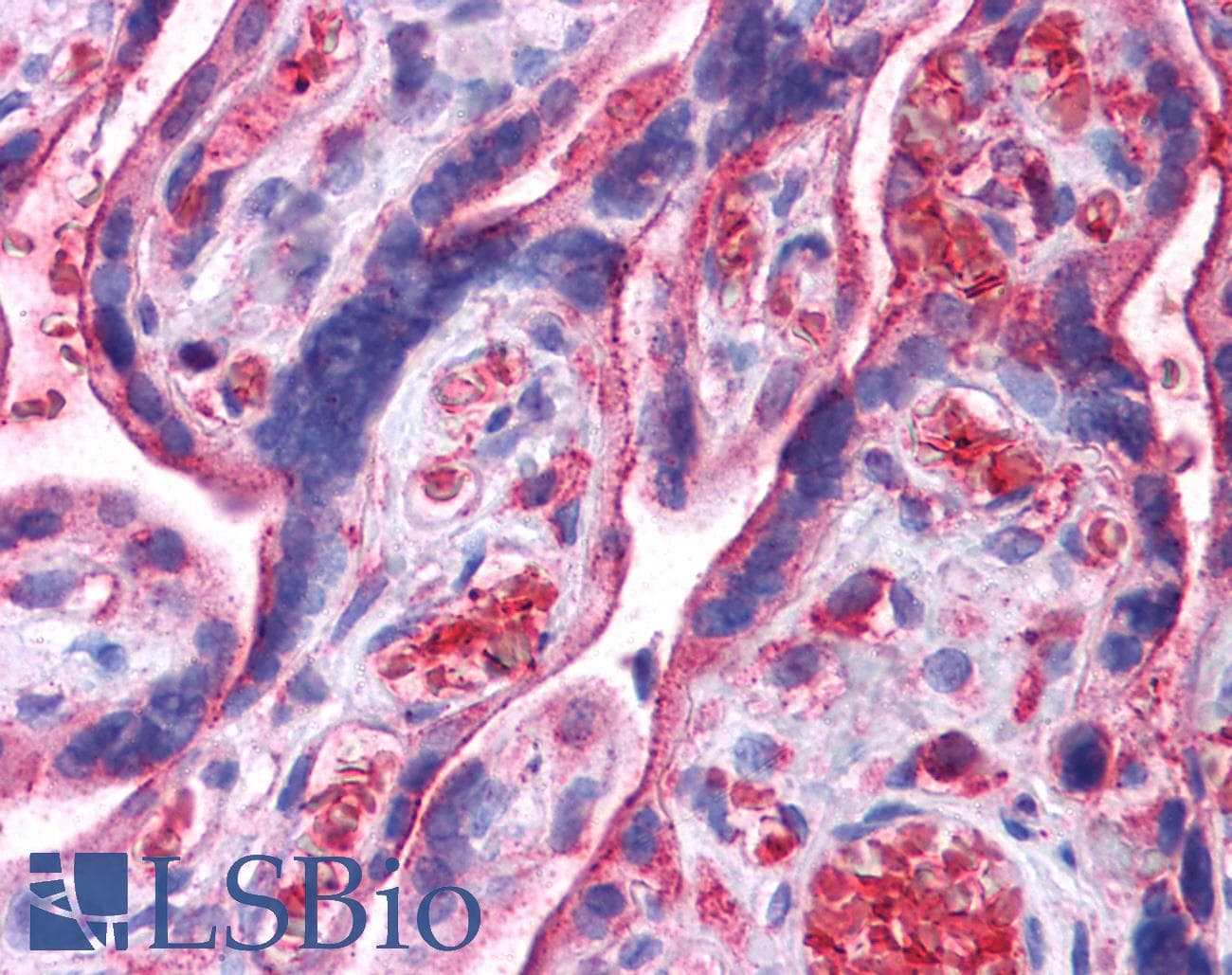 UCHL3 Antibody (N-Terminus)