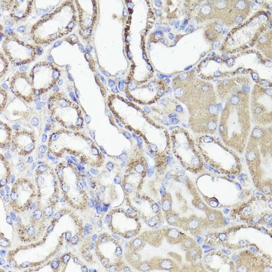 CD44 Antibody