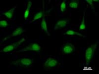 TAF9B Antibody (clone 3365C4a)