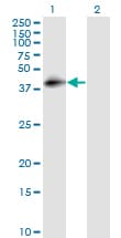 Monoclonal Mouse anti-Human CD55 Antibody (clone 1G3, WB)