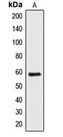 API5 Antibody (C-Terminus)