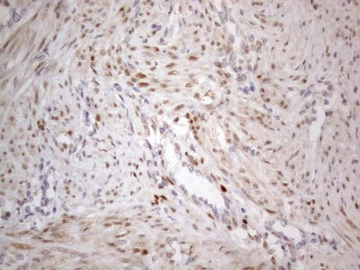 Monoclonal Mouse anti-Human TCEAL1 Antibody (clone OTI1B1, IHC, WB)