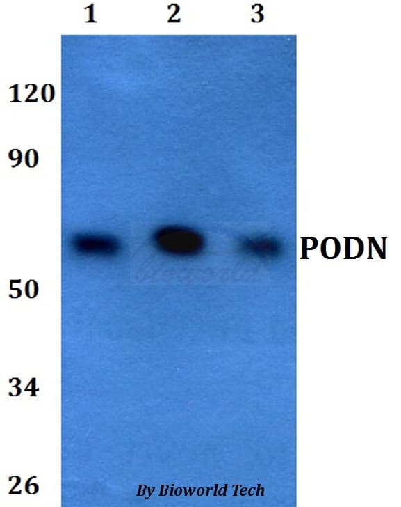 PODN Antibody
