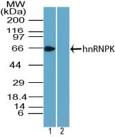 PathPlus™ HNRNPK / hnRNP K Antibody (aa1-50)