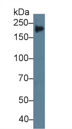 TNC / Tenascin C Antibody (aa175-342, APC)