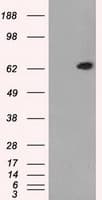 IHC-plus™ GBP2 Antibody (clone 5C8)