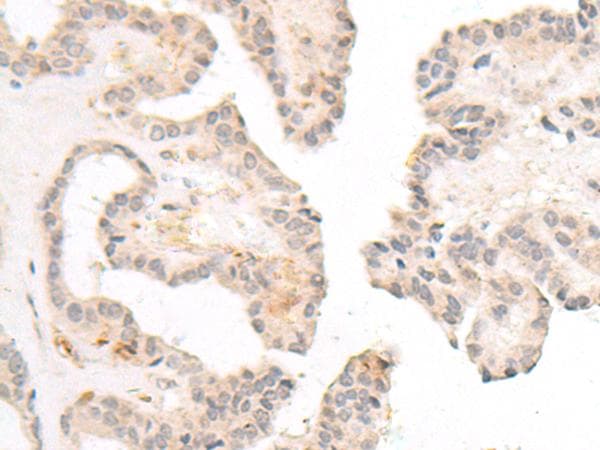 FBXW8 Antibody