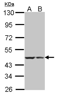IHC-plus™ BRCC45 / BRE Antibody