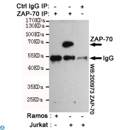ZAP70 Antibody