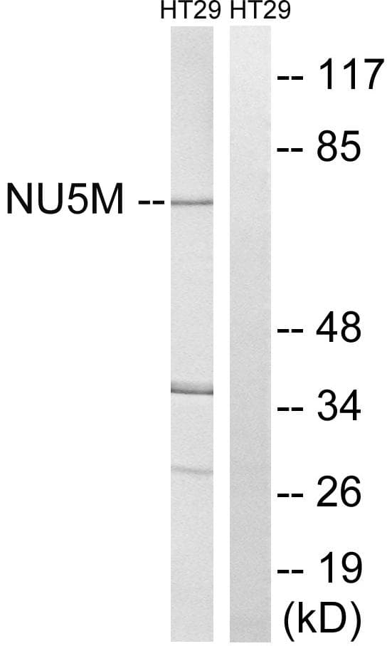 MT-ND5 Antibody