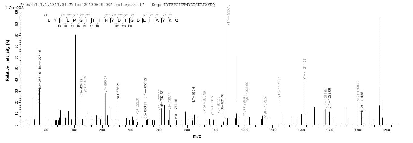 Bordetella pertussis fim3 Protein (Recombinant 6His, N-terminus)