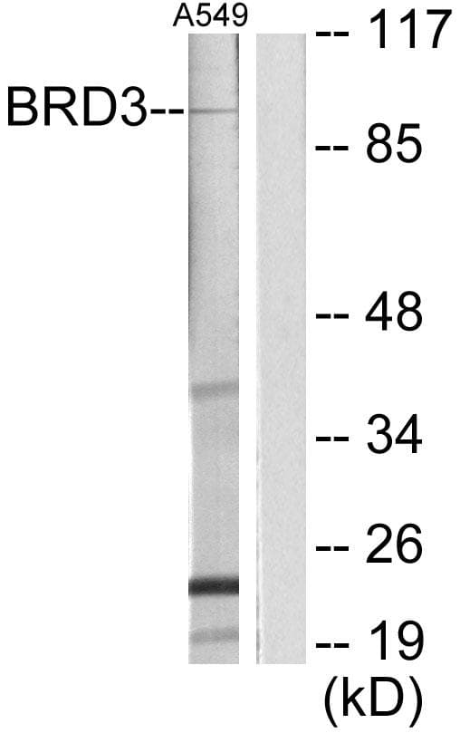 BRD3 Antibody