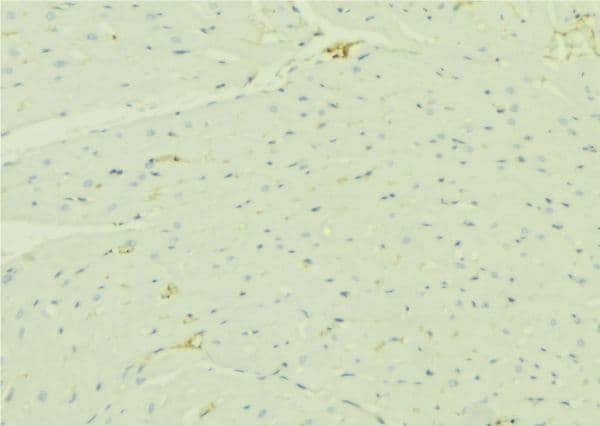 HADH Antibody
