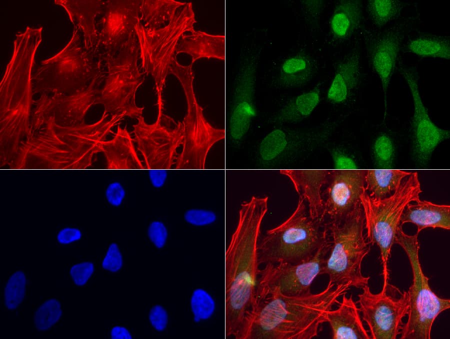 ERG Antibody (clone UMAB77, Carrier-free)