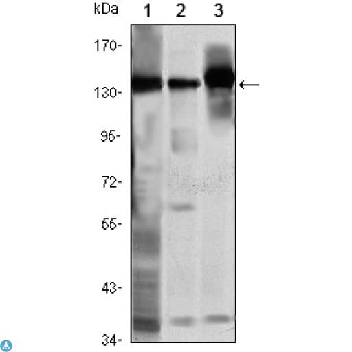 SMC1A / SMC1 Antibody