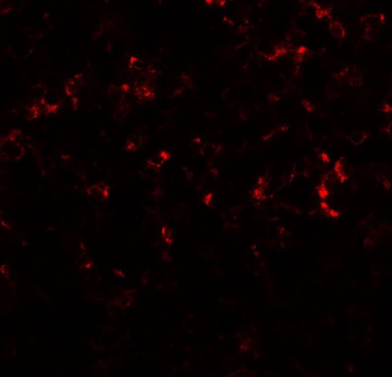 IHC-plus™ C/EBP Delta / CEBPD Antibody