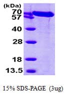 Human HSPA5 / GRP78 / BiP Protein (Recombinant His)